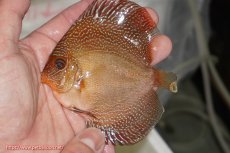 画像2: 【決算セール クーポンご利用で更に10％OFF対象商品】【ディスカス】【通販】ロイヤルレッドパールサクラスネーク（ハイフォーム）1匹【サンプル画像】10cm（生体）マレーシア　NAディスカスファーム (2)