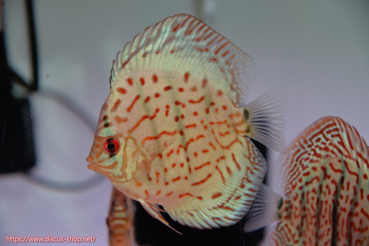 画像1: 【決算セール クーポンご利用で更に10％OFF対象商品】【ディスカス】【通販】スーパーブルーレオパード3匹【サンプル画像】8-9cm（生体） (1)