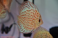 画像2: 【決算セール クーポンご利用で更に10％OFF対象商品】【ディスカス】【通販】スーパーブルーレオパード3匹【サンプル画像】8-9cm（生体） (2)