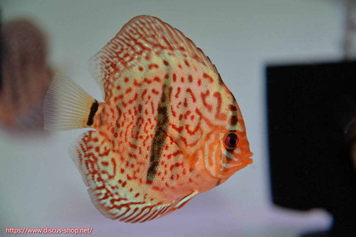 画像1: 【決算セール クーポンご利用で更に10％OFF対象商品】【ディスカス】【通販】レオパードヘッケル3匹【サンプル画像】8-9cm（生体） (1)