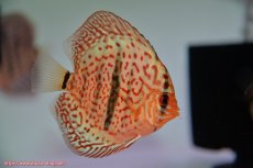 画像1: 【決算セール クーポンご利用で更に10％OFF対象商品】【ディスカス】【通販】レオパードヘッケル3匹【サンプル画像】8-9cm（生体） (1)