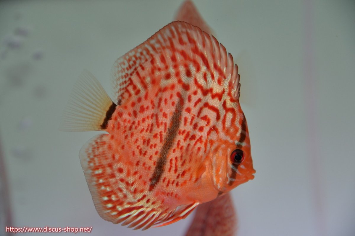 画像2: 【決算セール クーポンご利用で更に10％OFF対象商品】【ディスカス】【通販】レオパードヘッケル3匹【サンプル画像】8-9cm（生体） (2)