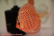 画像1: 【ボーナスセール対象個体　クーポンご利用で更に10％OFF】【ディスカス】【通販】【入門用にオススメ】ベトナムレッドターコイズ1匹【サンプル画像】8-9cm（生体） (1)