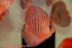 画像1: 【ボーナスセール対象個体　クーポンご利用で更に10％OFF】【ディスカス】【通販】【入門用にオススメ】オリエンタルドリーム1匹【サンプル画像】8-9cm（生体） (1)