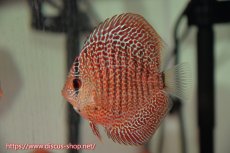 画像2: 【ボーナスセール対象個体　クーポンご利用で更に10％OFF】【ディスカス】【通販】【入門用にオススメ】オリエンタルドリーム1匹【サンプル画像】8-9cm（生体） (2)