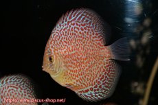 画像3: 【10％OFFクーポン対象個体】【ディスカス】【通販】スーパーリングレオパード5匹【サンプル画像】9cm（生体）マレーシア　NAディスカスファーム (3)