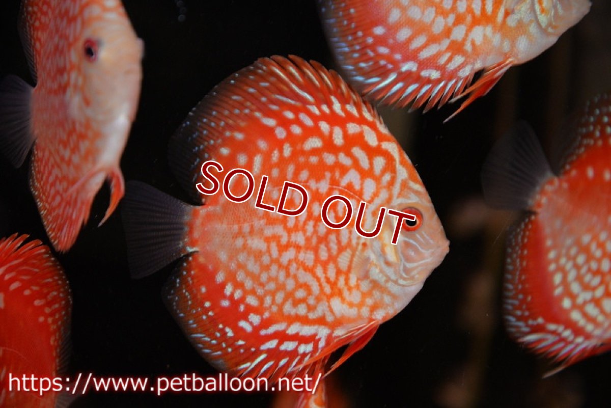 画像1: 【ディスカス】【ディスカス】【通販】ピジョンレッドパールチェッカーボード（ハイフォーム）3匹【サンプル画像】7-8cm（生体）マレーシア　NAディスカスファーム (1)