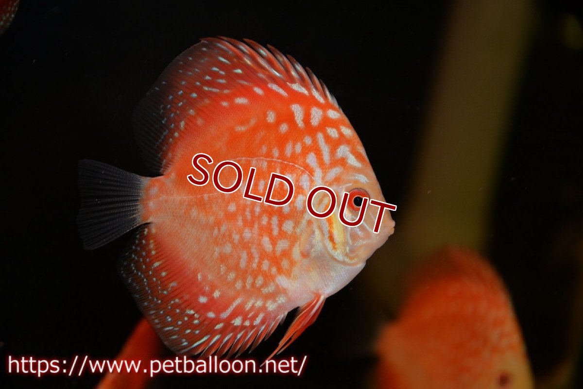 画像2: 【ディスカス】【ディスカス】【通販】ピジョンレッドパールチェッカーボード（ハイフォーム）3匹【サンプル画像】7-8cm（生体）マレーシア　NAディスカスファーム (2)