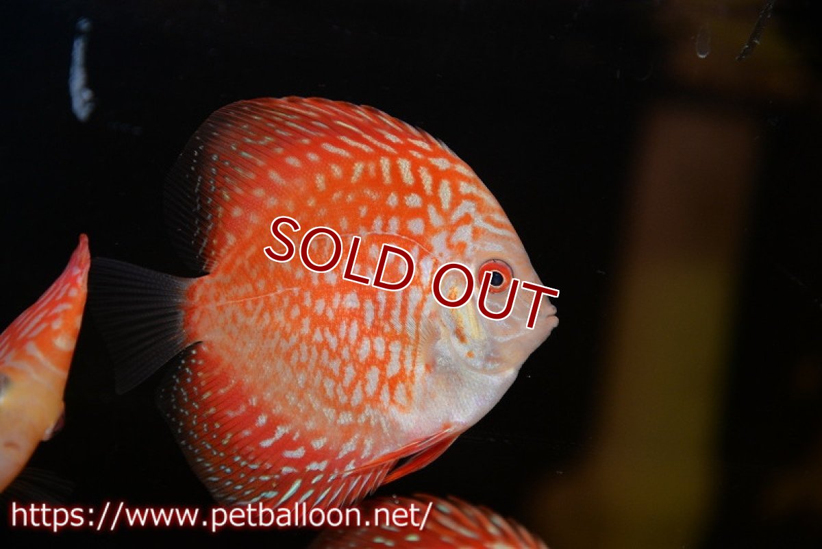 画像3: 【ディスカス】【ディスカス】【通販】ピジョンレッドパールチェッカーボード（ハイフォーム）3匹【サンプル画像】7-8cm（生体）マレーシア　NAディスカスファーム (3)