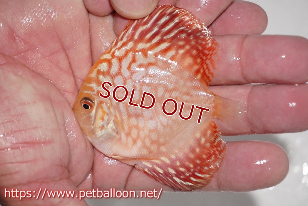 画像4: 【ディスカス】【ディスカス】【通販】ピジョンレッドパールチェッカーボード（ハイフォーム）3匹【サンプル画像】7-8cm（生体）マレーシア　NAディスカスファーム (4)