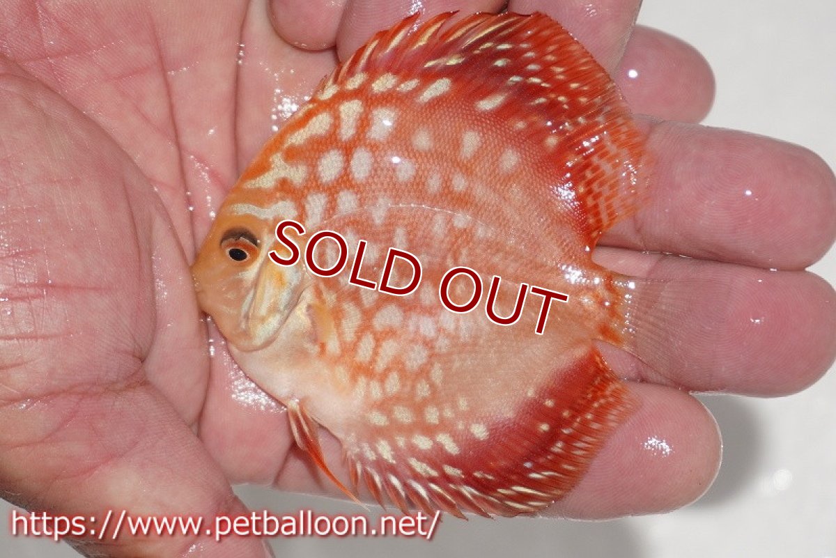 画像5: 【ディスカス】【ディスカス】【通販】ピジョンレッドパールチェッカーボード（ハイフォーム）3匹【サンプル画像】7-8cm（生体）マレーシア　NAディスカスファーム (5)