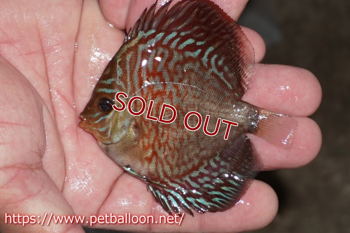 画像4: 【ディスカス】【通販】インディアナタイガー（ハイフォーム）3匹【サンプル画像】7-8cm（生体）マレーシア　NAディスカスファーム (4)