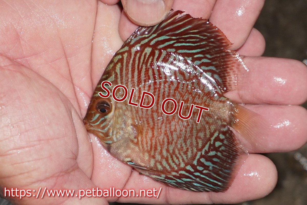 画像5: 【ディスカス】【通販】インディアナタイガー（ハイフォーム）5匹【サンプル画像】7-8cm（生体）マレーシア　NAディスカスファーム (5)