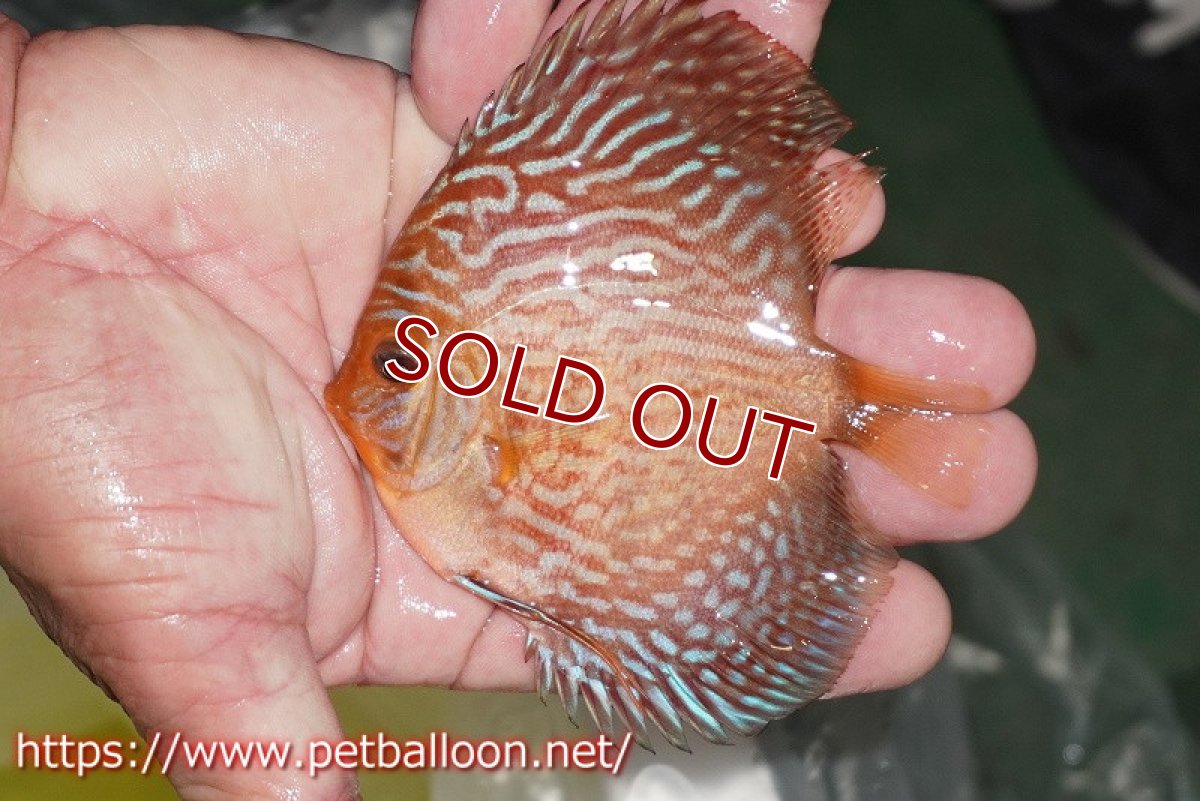 画像3: 【ディスカス】【通販】アルタムスターライトレッドターコイズ ハイフォーム3匹【サンプル画像】9-10ｃｍ（生体）マレーシア　NAディスカスファーム (3)