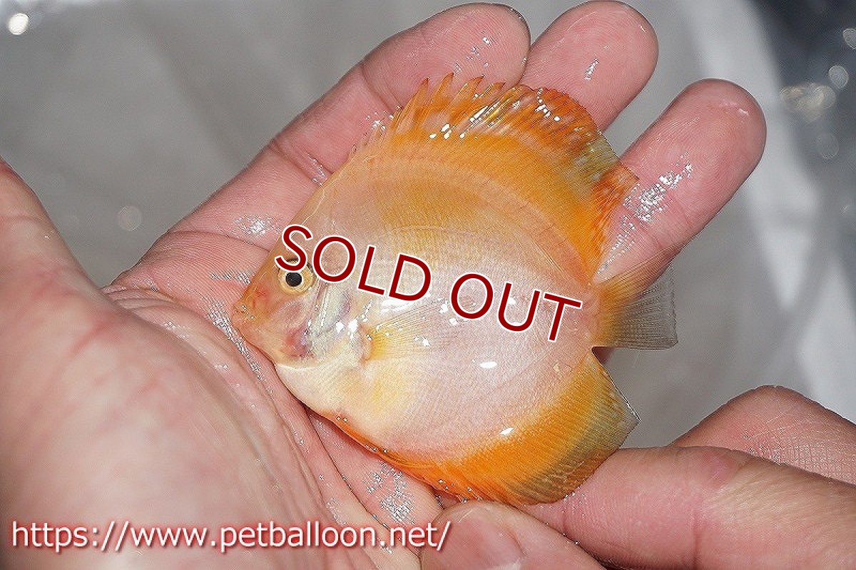 画像5: 【ディスカス】ミレニアムゴールデン【１匹】【サンプル画像】5-6cm（生体）ペナン　ブリーダーTAN CHEE LOK (5)