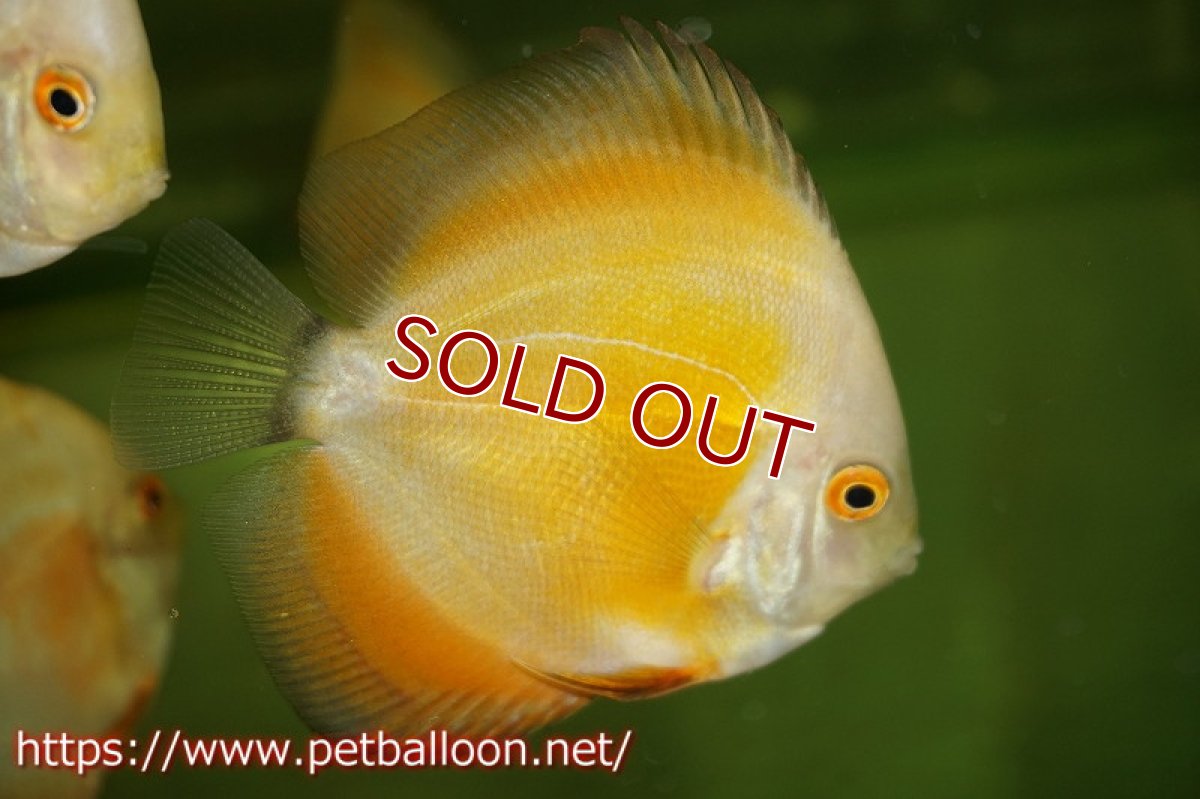 画像2: 【ディスカス】ミレニアムゴールデン【３匹】【サンプル画像】5-6cm（生体）ペナン　ブリーダーTAN CHEE LOK (2)