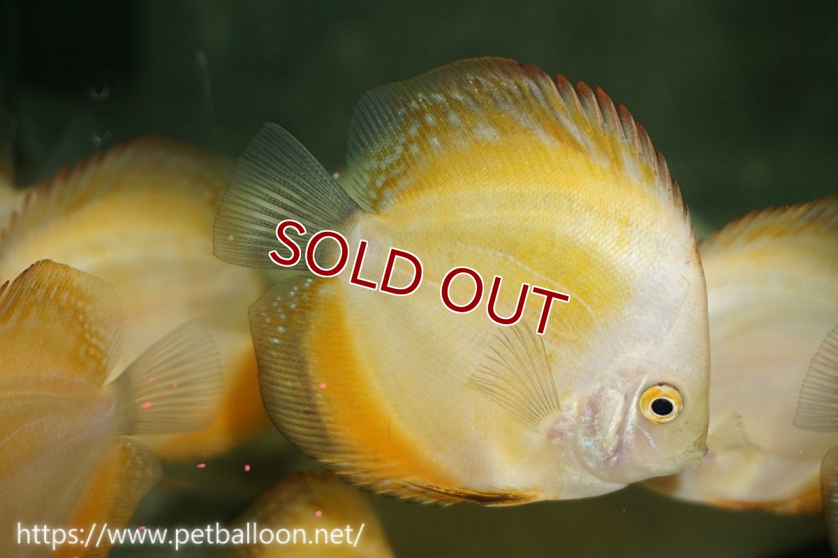 画像3: 【ディスカス】ミレニアムゴールデン【３匹】【サンプル画像】5-6cm（生体）ペナン　ブリーダーTAN CHEE LOK (3)