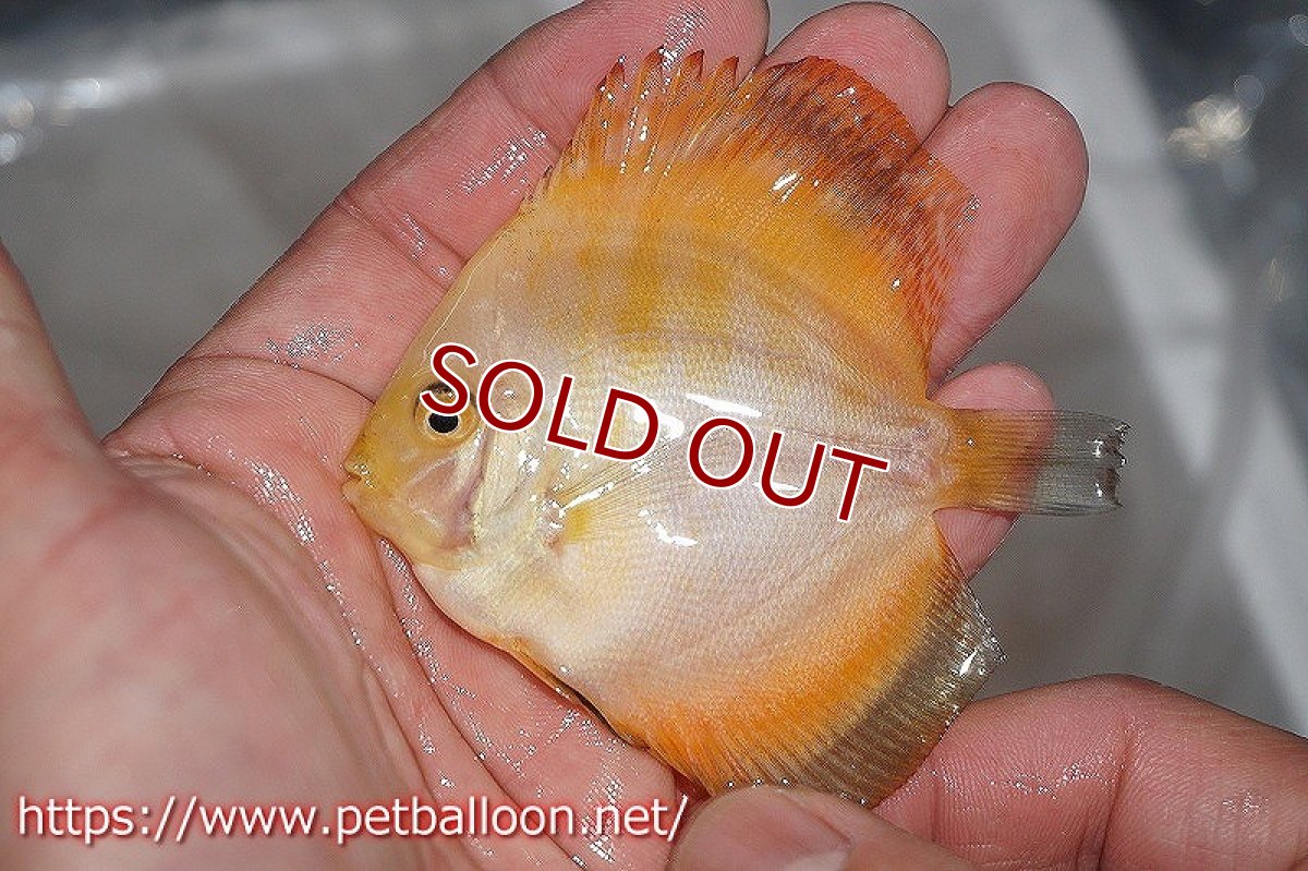 画像4: 【ディスカス】ミレニアムゴールデン【３匹】【サンプル画像】5-6cm（生体）ペナン　ブリーダーTAN CHEE LOK (4)