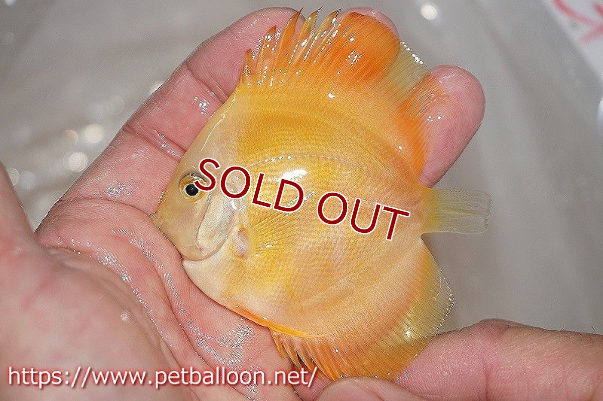 画像2: 【ディスカス】ゴールデンダイヤモンド【３匹】【サンプル画像】6cm （生体）ペナン　ブリーダーTAN CHEE LOK (2)