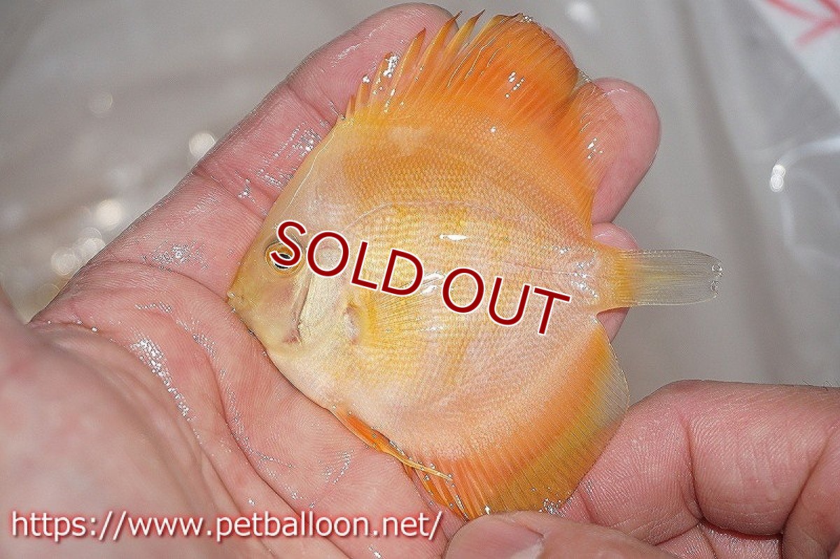 画像3: 【ディスカス】ゴールデンダイヤモンド【５匹】【サンプル画像】6cm （生体）ペナン　ブリーダーTAN CHEE LOK (3)