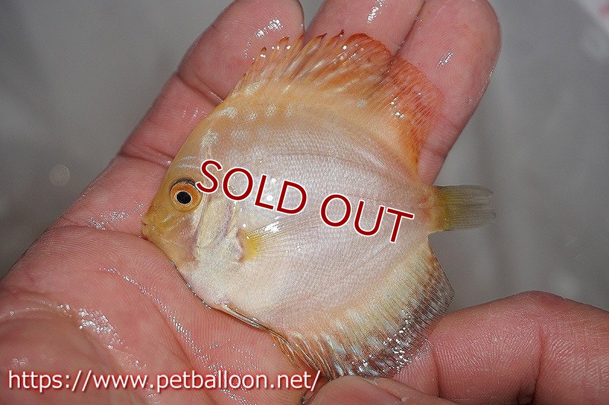 画像2: 【ディスカス】ゴールデンパンダ【1匹】【サンプル画像】6-7cm(生体)ペナン ブリーダーTAN CHEE LOK (2)