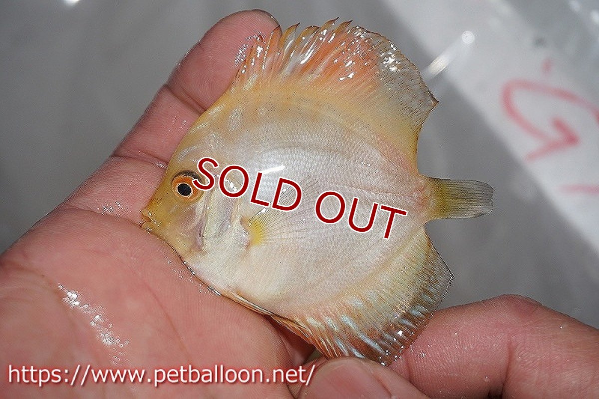 画像3: 【ディスカス】ゴールデンパンダ【3匹】【サンプル画像】6-7cm(生体)ペナン ブリーダーTAN CHEE LOK (3)