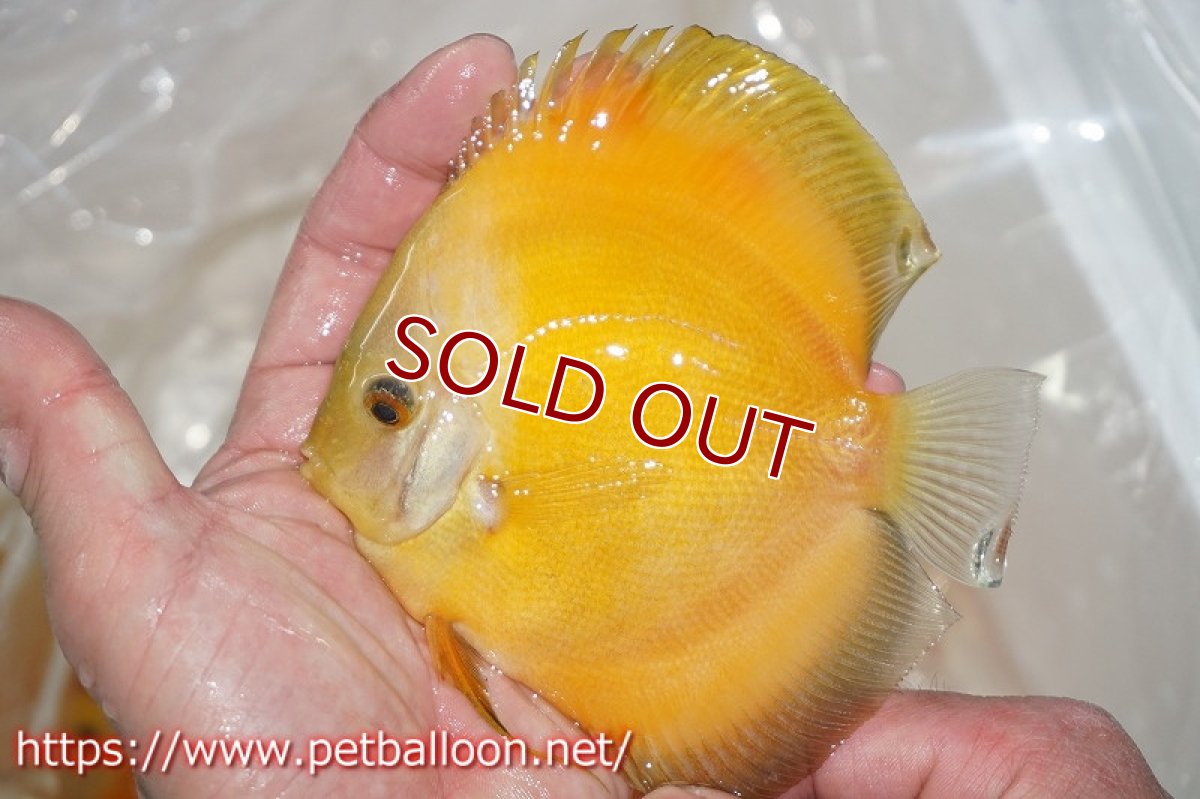 画像2: 【ディスカス】ゴールデンダイヤモンド【１匹】【サンプル画像】13-14cm（生体）ペナン　ブリーダーTAN CHEE LOK (2)