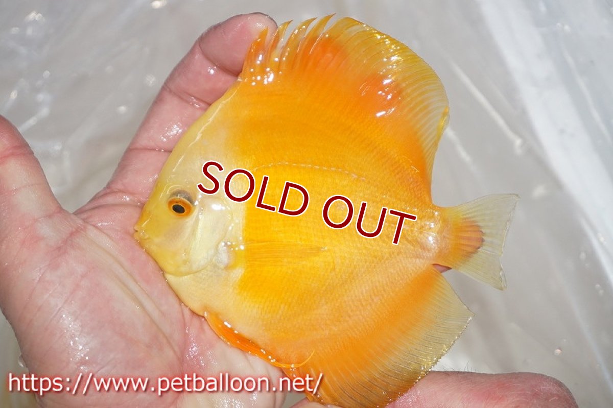 画像3: 【ディスカス】ゴールデンダイヤモンド【１匹】【サンプル画像】13-14cm（生体）ペナン　ブリーダーTAN CHEE LOK (3)