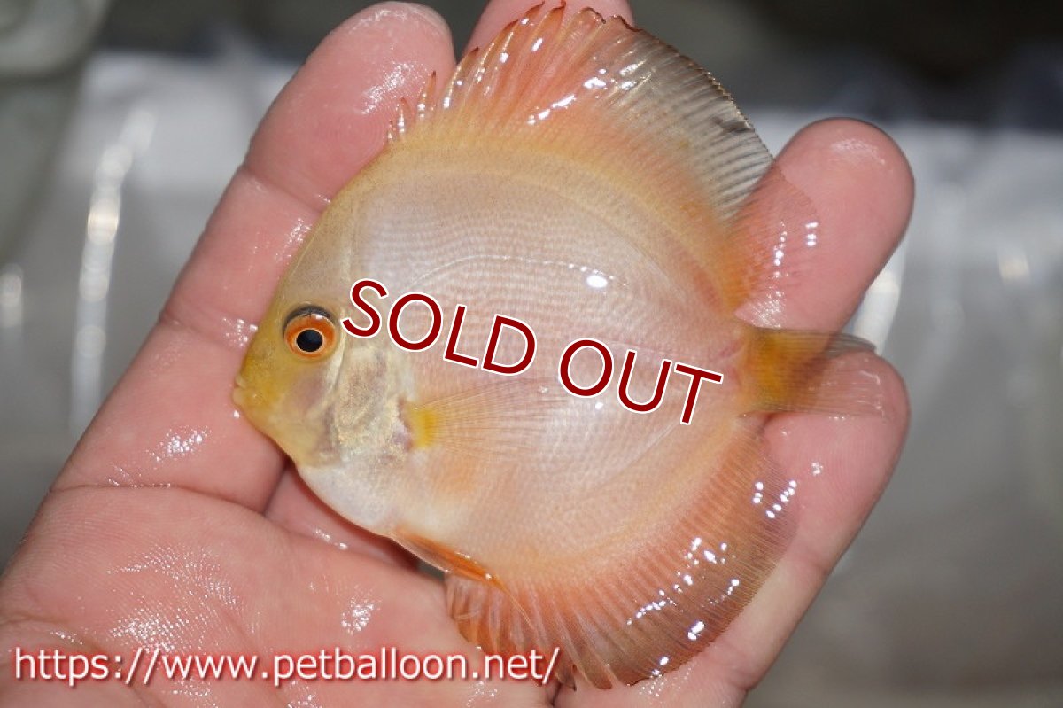 画像2: 【ディスカス】ゴールデンダイヤモンド【３匹】【サンプル画像】5-6cm（生体）ペナン　ブリーダーTAN CHEE LOK (2)