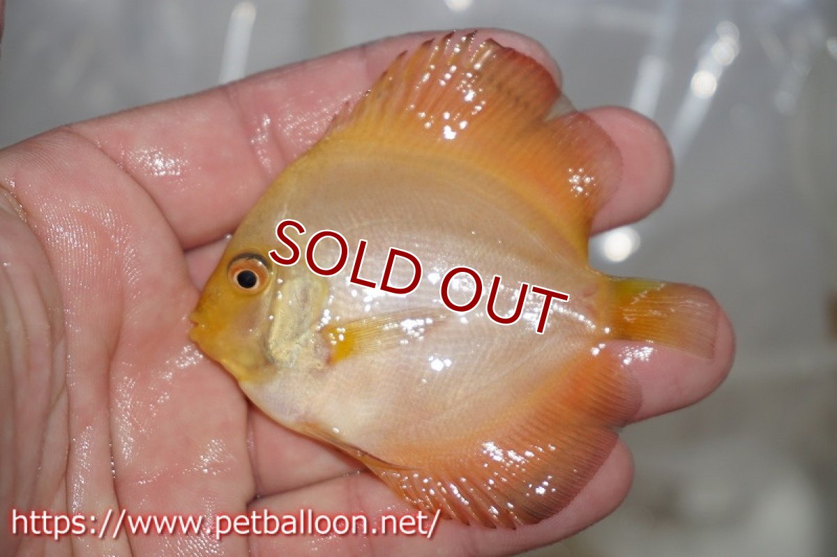 画像3: 【ディスカス】ゴールデンダイヤモンド【５匹】【サンプル画像】5-6cm（生体）ペナン　ブリーダーTAN CHEE LOK (3)