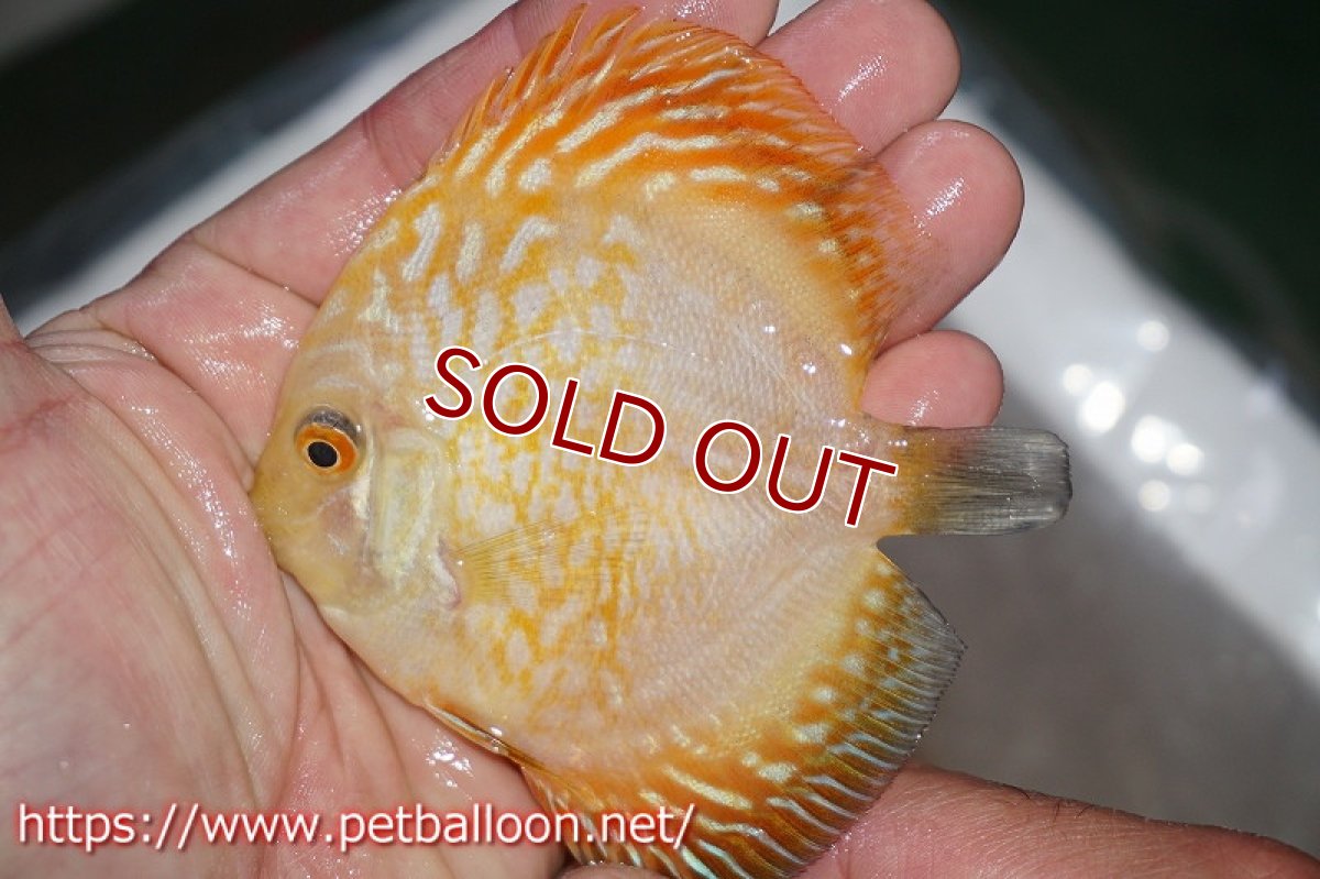 画像3: 【ディスカス】ゴールデンパンダ【３匹】【サンプル画像】7-8cm（生体）ペナン　ブリーダーTAN CHEE LOK (3)