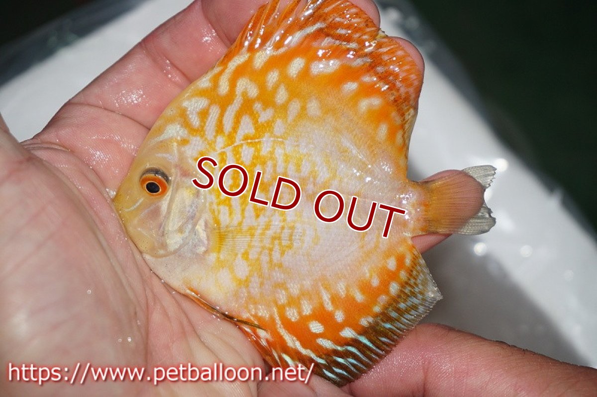 画像2: 【ディスカス】ゴールデンパンダ【５匹】【サンプル画像】7-8cm（生体）ペナン　ブリーダーTAN CHEE LOK (2)