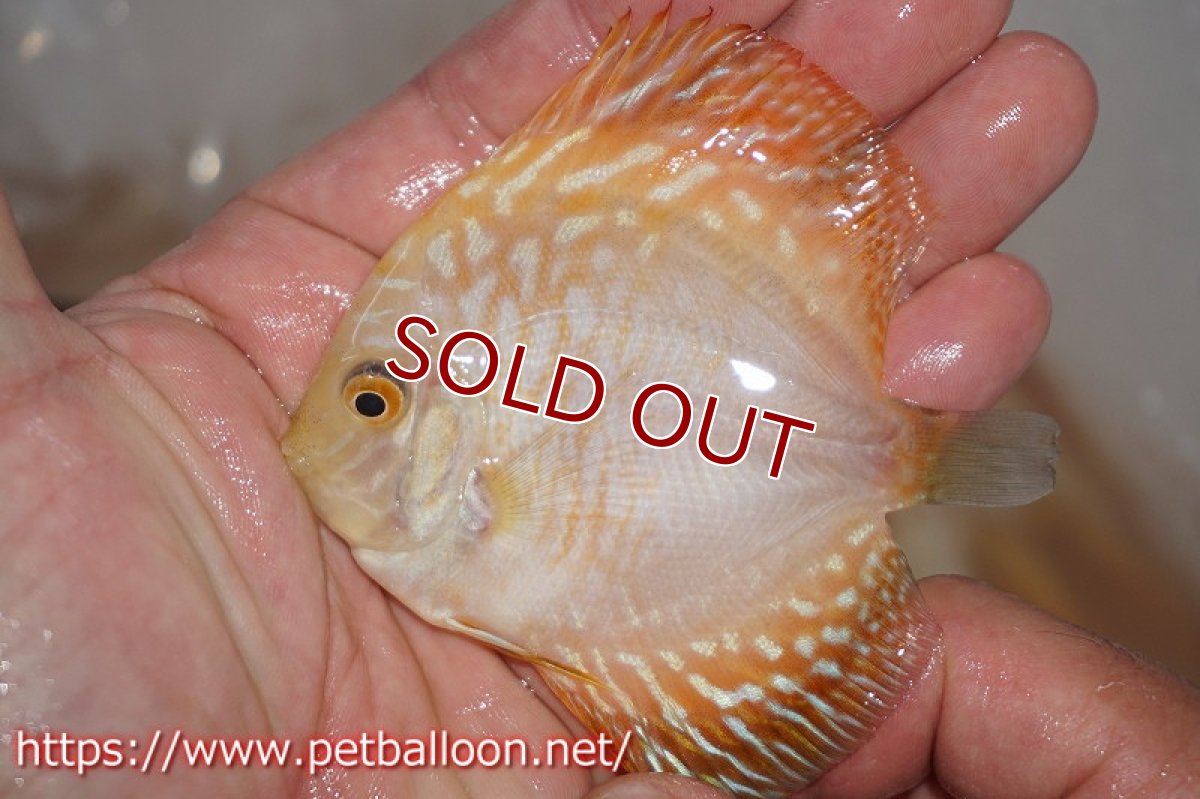 画像3: 【ディスカス】ゴールデンパンダ【３匹】【サンプル画像】6cm（生体）ペナン　ブリーダーTAN CHEE LOK (3)