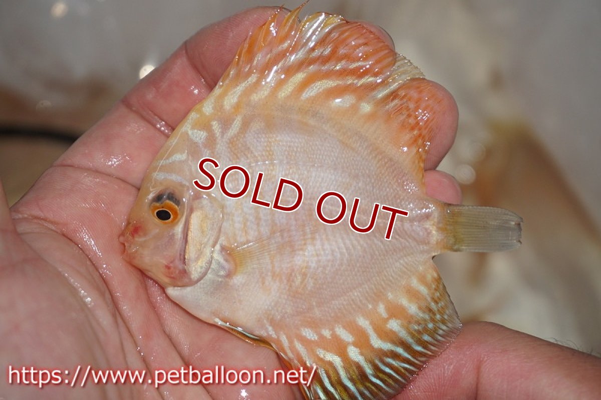 画像2: 【ディスカス】ゴールデンパンダ【５匹】【サンプル画像】6cm（生体）ペナン　ブリーダーTAN CHEE LOK (2)