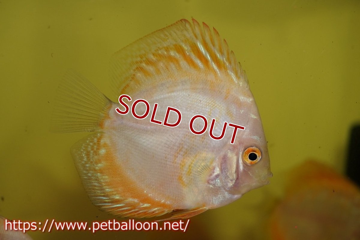 画像2: 【ディスカス】ゴールデンギャラクシー【１匹】【サンプル画像】6cm（生体）ペナン　ブリーダーTAN CHEE LOK (2)
