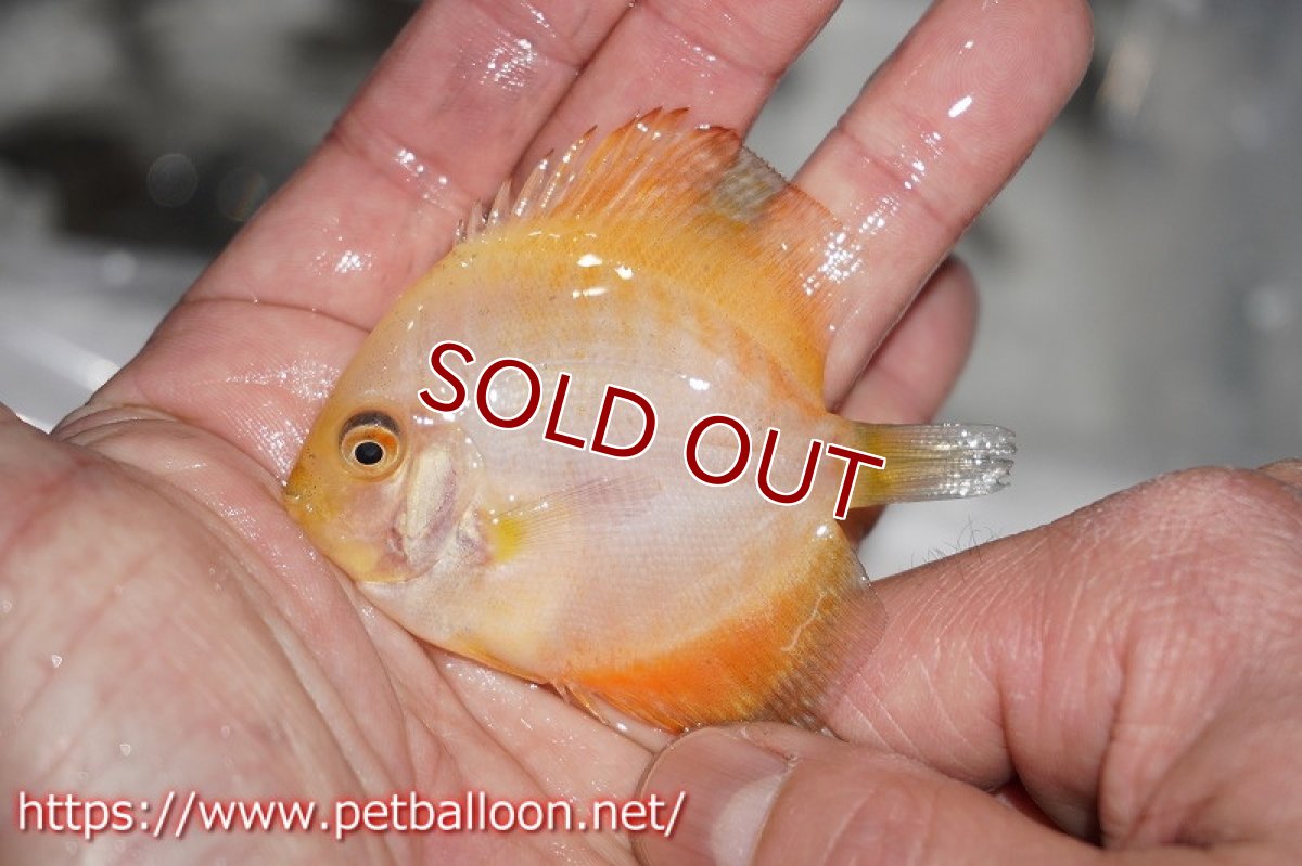 画像3: 【ディスカス】ゴールデンギャラクシー【３匹】【サンプル画像】6cm（生体）ペナン　ブリーダーTAN CHEE LOK (3)