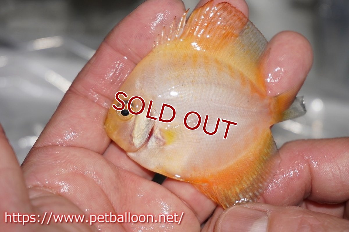 画像4: 【ディスカス】ゴールデンギャラクシー【３匹】【サンプル画像】6cm（生体）ペナン　ブリーダーTAN CHEE LOK (4)