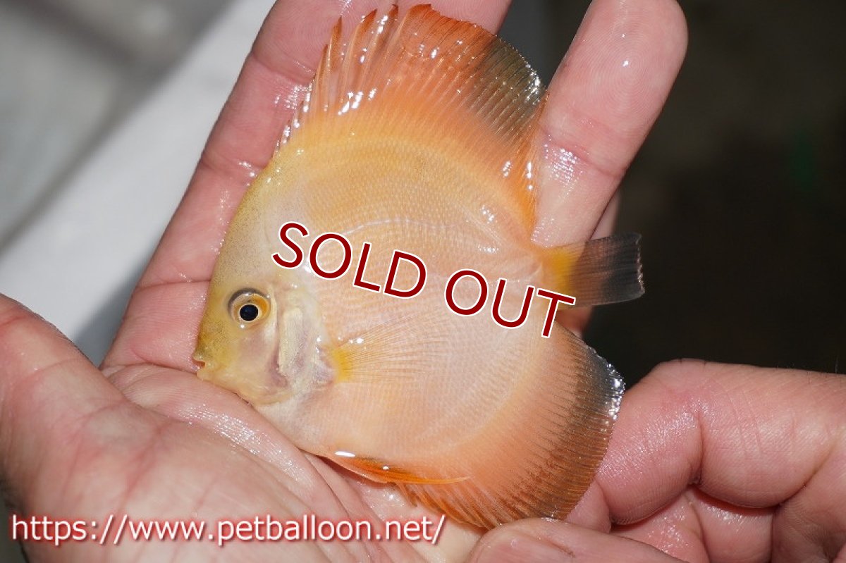 画像3: 【ディスカス】ゴールデンダイヤモンド【１匹】【サンプル画像】9cm（生体）ペナン　ブリーダーTAN CHEE LOK (3)