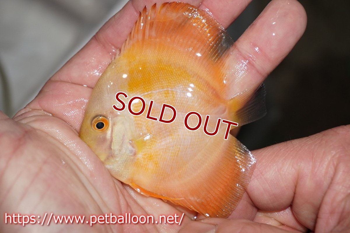 画像4: 【ディスカス】ゴールデンダイヤモンド【３匹】【サンプル画像】9cm（生体）ペナン　ブリーダーTAN CHEE LOK (4)