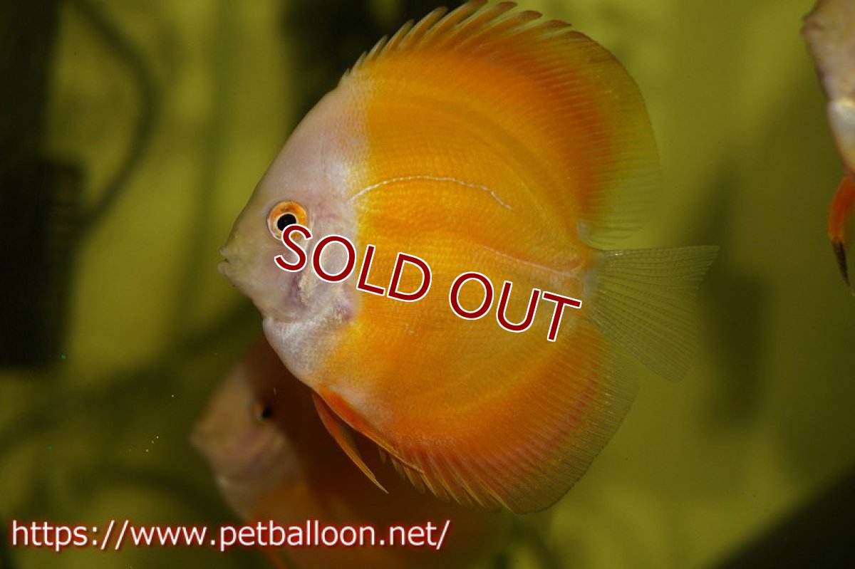 画像2: 【ディスカス】ゴールデンダイヤモンド【５匹】【サンプル画像】9cm（生体）ペナン　ブリーダーTAN CHEE LOK (2)