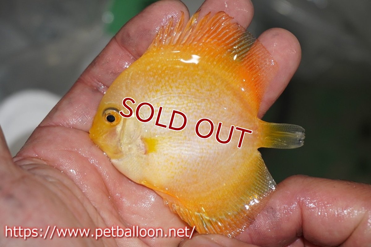 画像2: 【ディスカス】ゴールデンマジェスティックレオパードスネーク【３匹】【サンプル画像】6cm（生体）ペナン　ブリーダーTAN CHEE LOK (2)