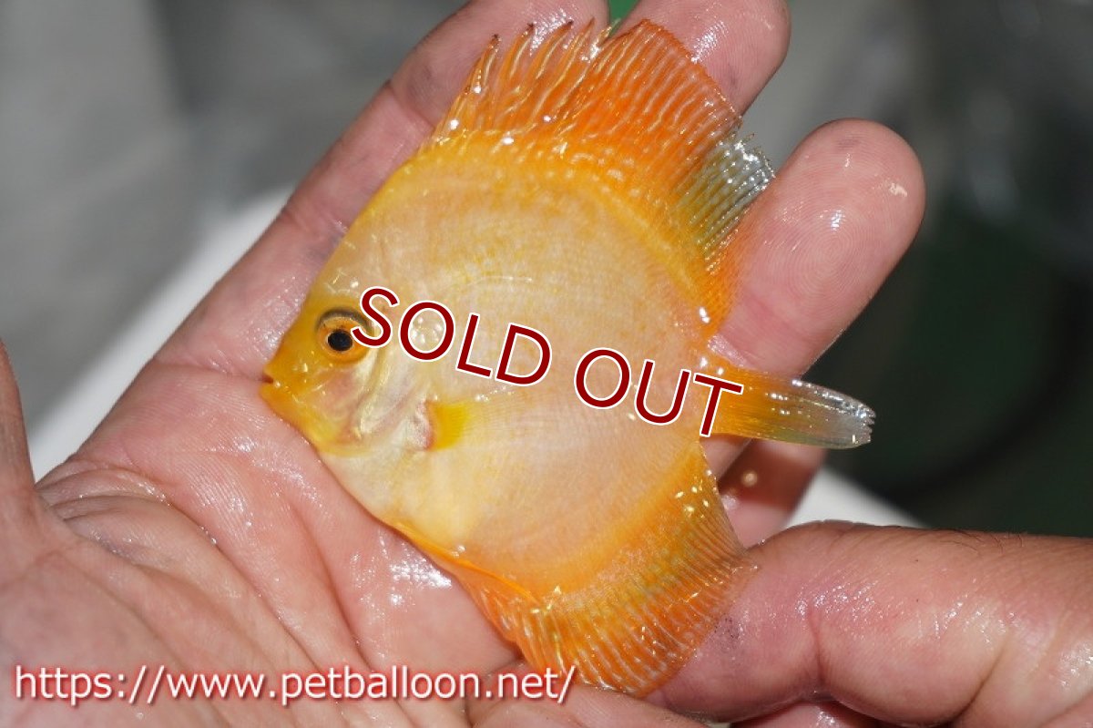 画像3: 【ディスカス】ゴールデンマジェスティックレオパードスネーク【５匹】【サンプル画像】6cm（生体）ペナン　ブリーダーTAN CHEE LOK (3)