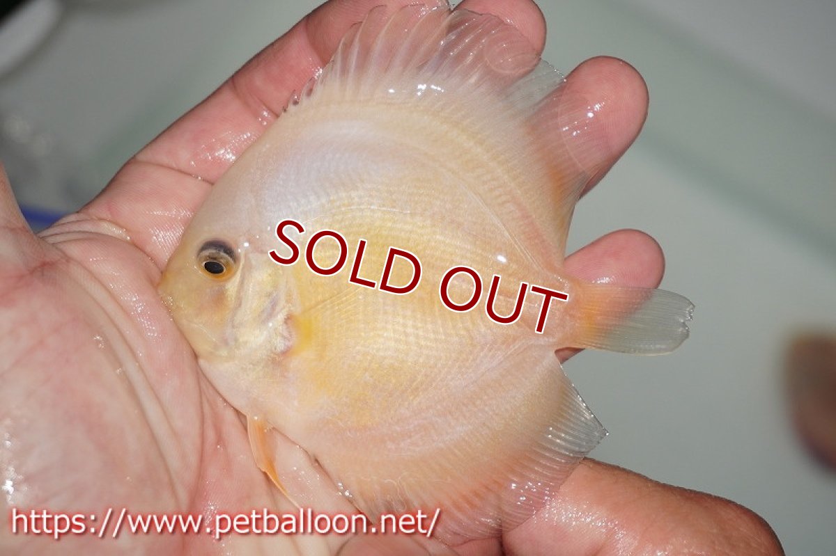 画像3: 【ディスカス】スーパーイエロー＆ホワイト 【１匹】【サンプル画像】8cm（生体）ペナン　ブリーダーTAN CHEE LOK (3)