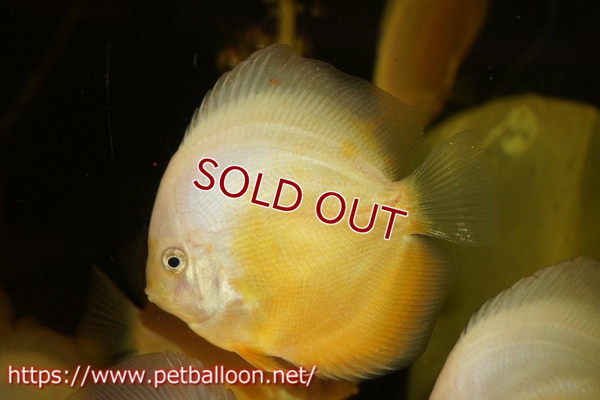 画像2: 【ディスカス】スーパーイエロー＆ホワイト 【3匹】【サンプル画像】8cm（生体）ペナン　ブリーダーTAN CHEE LOK (2)