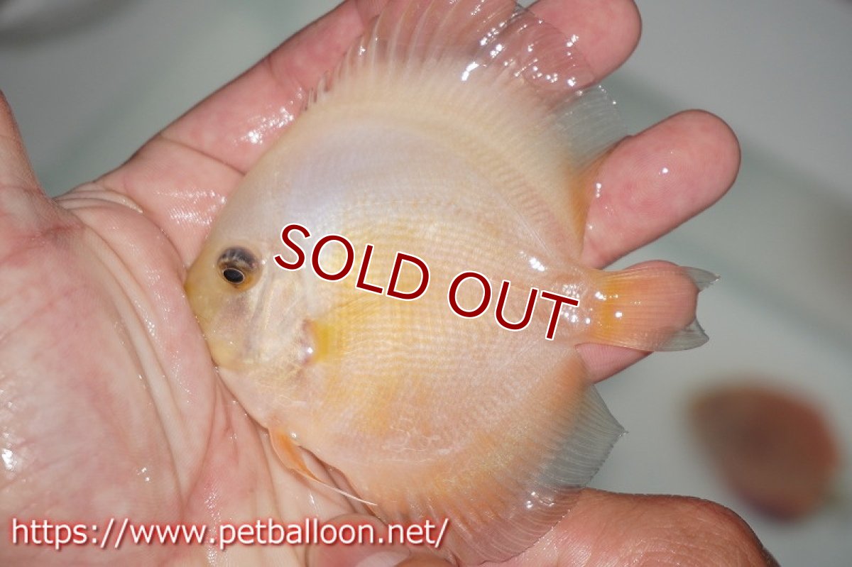 画像4: 【ディスカス】スーパーイエロー＆ホワイト 【3匹】【サンプル画像】8cm（生体）ペナン　ブリーダーTAN CHEE LOK (4)