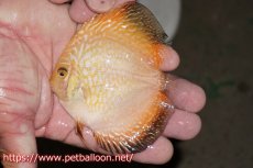 画像5: 【ディスカス】【通販】ゴールデンチェッカーボード1匹【サンプル画像】8-9cm（生体）（入門用にオススメの稚魚サイズ）マレーシア　NAディスカスファーム (5)