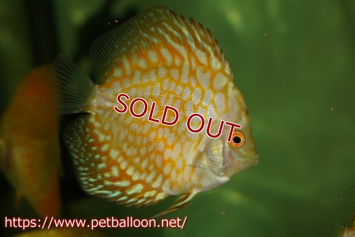 画像1: 【ウィンターセール クーポンご利用で更に10％OFF対象商品】【ディスカス】【通販】【特価品】ゴールデンチェッカーボード1匹【サンプル画像】5-6cm（生体）（入門用にオススメの稚魚サイズ） (1)