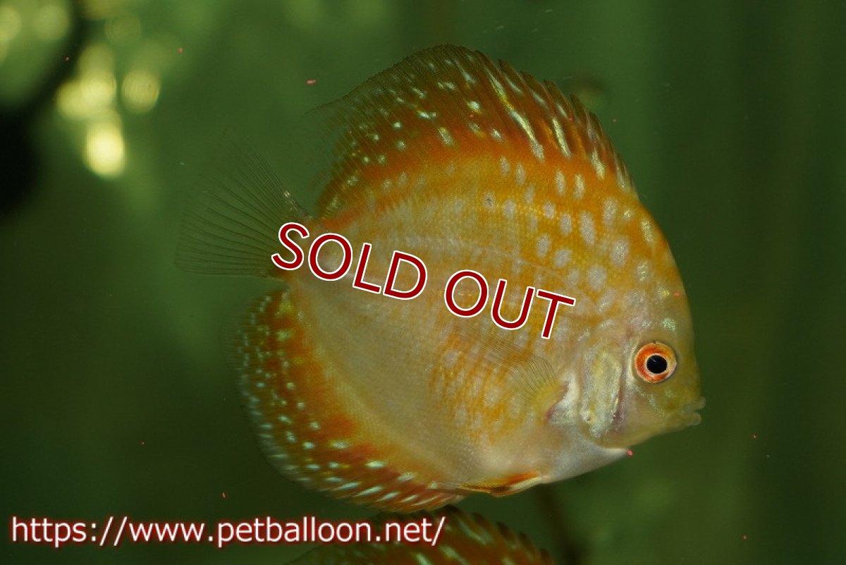 画像2: 【ウィンターセール クーポンご利用で更に10％OFF対象商品】【ディスカス】【通販】【特価品】ゴールデンチェッカーボード1匹【サンプル画像】5-6cm（生体）（入門用にオススメの稚魚サイズ） (2)