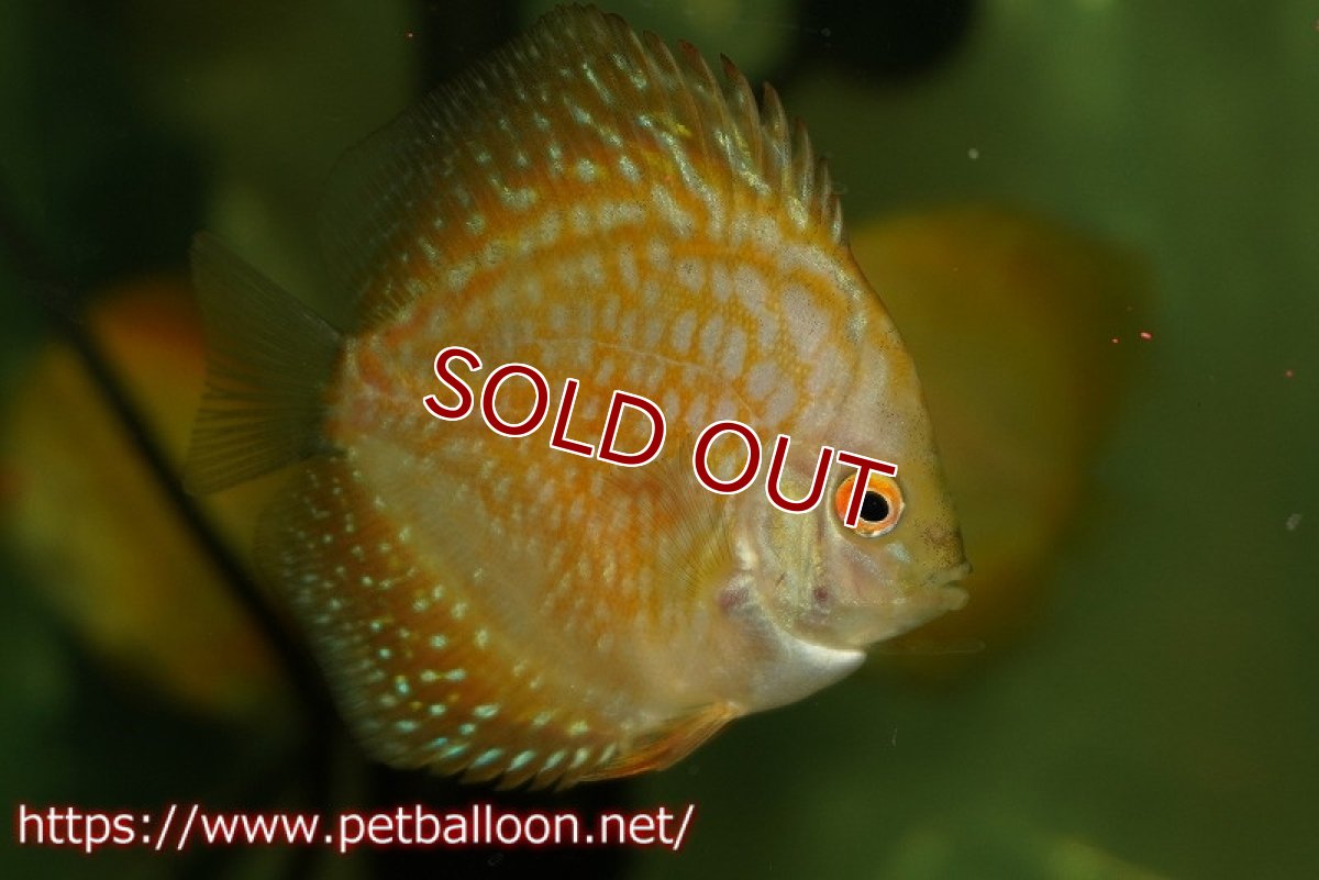 画像3: 【ウィンターセール クーポンご利用で更に10％OFF対象商品】【ディスカス】【通販】【特価品】ゴールデンチェッカーボード1匹【サンプル画像】5-6cm（生体）（入門用にオススメの稚魚サイズ） (3)