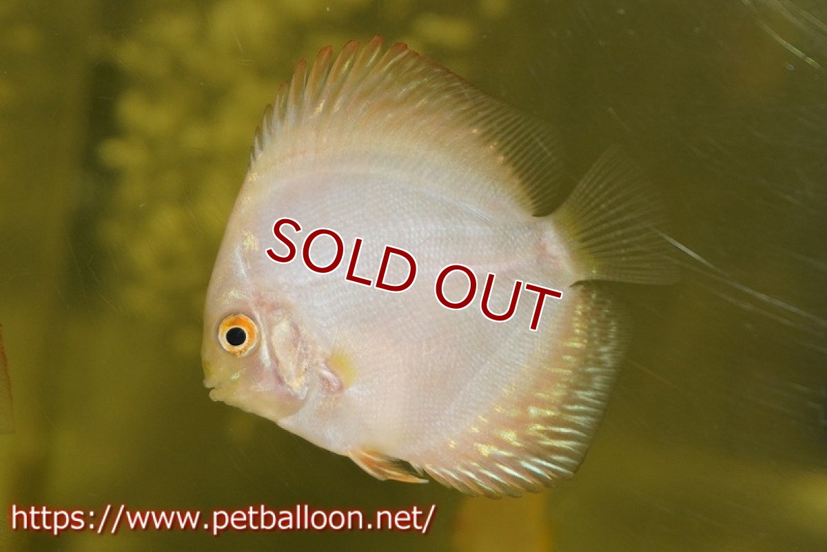 画像2: 【ディスカス】【通販】ゴールデンジャガー1匹【サンプル画像】5-6cm（生体）ペナン　ブリーダーTAN CHEE LOK (2)